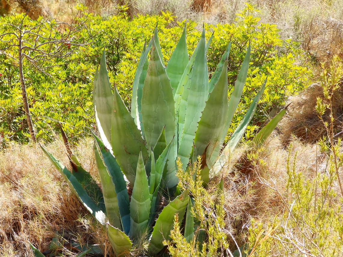 Agave americana Puig Campana mountain. Nov 2013.<br />
<a href="http://www.apatita.com/herbario/especie.php?id=Agave_americana" rel="nofollow">http://www.apatita.com/herbario/especie.php?id=Agave_americana</a> Agave americana,Century plant or maguey,Fall,Geotagged,Spain