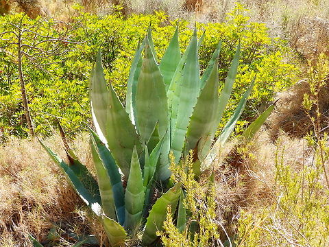 Agave americana Puig Campana mountain. Nov 2013.
http://www.apatita.com/herbario/especie.php?id=Agave_americana Agave americana,Century plant or maguey,Fall,Geotagged,Spain
