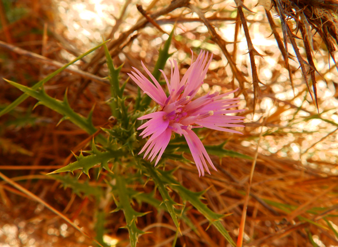 Atractylis_humilis Seen in Puig Campana mountain. Nov 2013.<br />
<a href="http://www.apatita.com/herbario/especie.php?id=Atractylis_humilis" rel="nofollow">http://www.apatita.com/herbario/especie.php?id=Atractylis_humilis</a> Atractylis humilis,Fall,Geotagged,Spain,Thistle spindle