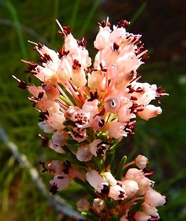 Erica multiflora Very common in Alicante, Spain.
Seen in Puig Campana mountain. Nov 2013.
http://www.apatita.com/herbario/especie.php?id=Erica_multiflora     Erica  multiflora,Erica multiflora,Fall,Geotagged,Spain