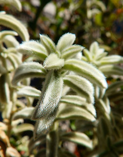 White Mercurial - Mercurialis tomentosa Seen in Puig Campana mountain. Nov 2013. Fall,Geotagged,Mercurialis tomentosa,Spain,White Mercurial