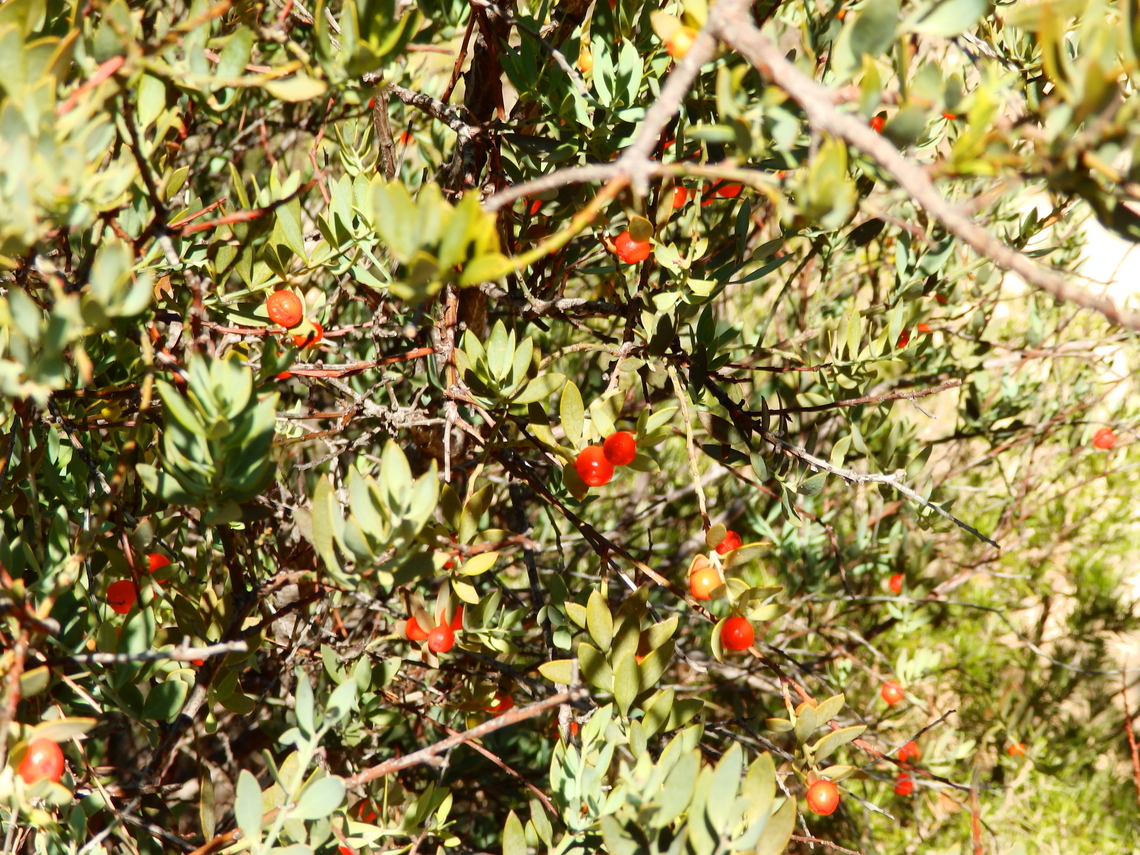 African sandalwood - Osyris lanceolata Puig Campana mountain. Nov 2013. <br />
<a href="http://www.apatita.com/herbario/especie.php?id=Osyris_lanceolata" rel="nofollow">http://www.apatita.com/herbario/especie.php?id=Osyris_lanceolata</a> Fall,Geotagged,Osyris lanceolata,Spain