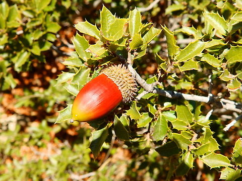 Kermes oak - Quercus coccifera Puig Campana mountain. Nov 2013. 
http://www.apatita.com/herbario/especie.php?id=Quercus_coccifera Fall,Geotagged,Kermes oak,Quercus coccifera,Spain