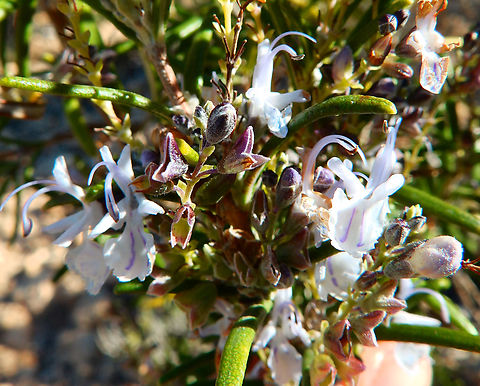 Rosemary - Rosmarinus officinalis In Spanish called Romero, it is a common herb in Alicante, the area where I from in Spain. Since is very aromatic, we use it to cook paella, roasted lamb and many other dishes :-)
Puig Campana mountain. Nov 2013. 
http://www.apatita.com/herbario/especie.php?id=Rosmarinus_officinalis Fall,Geotagged,Rosemary,Rosmarinus officinalis,Spain