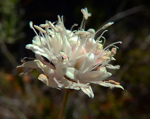 White Scabious - Cephalaria leucantha In Spanish, Escabiosa Blanca.
Puig Campana mountain. Nov 2013. 
http://www.apatita.com/herbario/especie.php?id=Cephalaria_leucantha
  Cephalaria leucantha,Fall,Geotagged,Spain