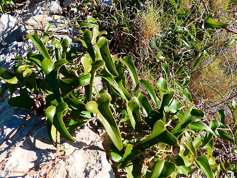 Smilax_aspera  Common smilax,Fall,Geotagged,Smilax aspera,Spain
