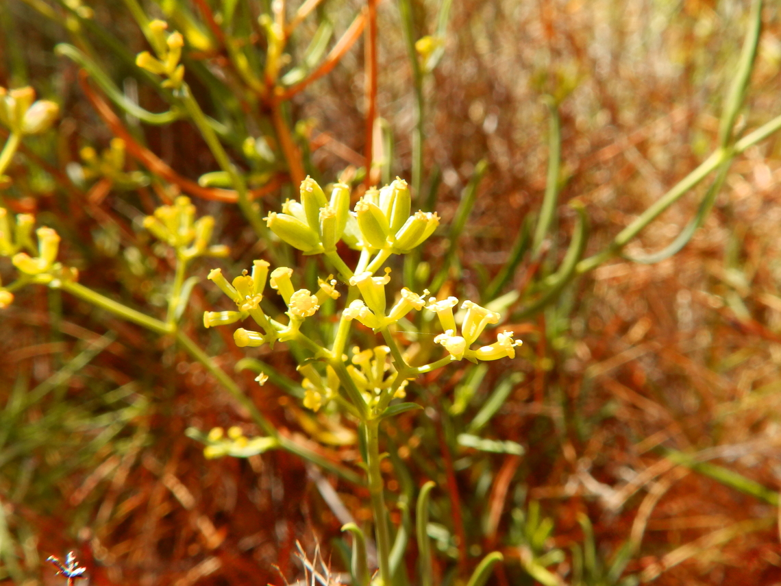 Fennel - Foeniculum vulgare Seen in Puig Campana mountain. Nov 2013.<br />
<a href="http://www.apatita.com/herbario/especie.php?id=Foeniculum_vulgare" rel="nofollow">http://www.apatita.com/herbario/especie.php?id=Foeniculum_vulgare</a> Fall,Fennel,Foeniculum vulgare,Geotagged,Spain