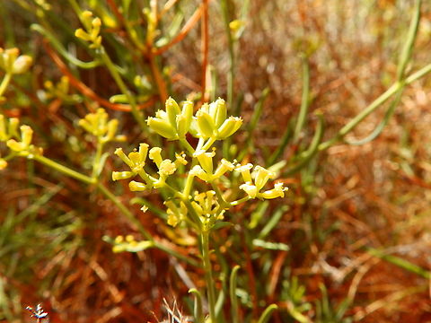 Fennel - Foeniculum vulgare Seen in Puig Campana mountain. Nov 2013.
http://www.apatita.com/herbario/especie.php?id=Foeniculum_vulgare Fall,Fennel,Foeniculum vulgare,Geotagged,Spain