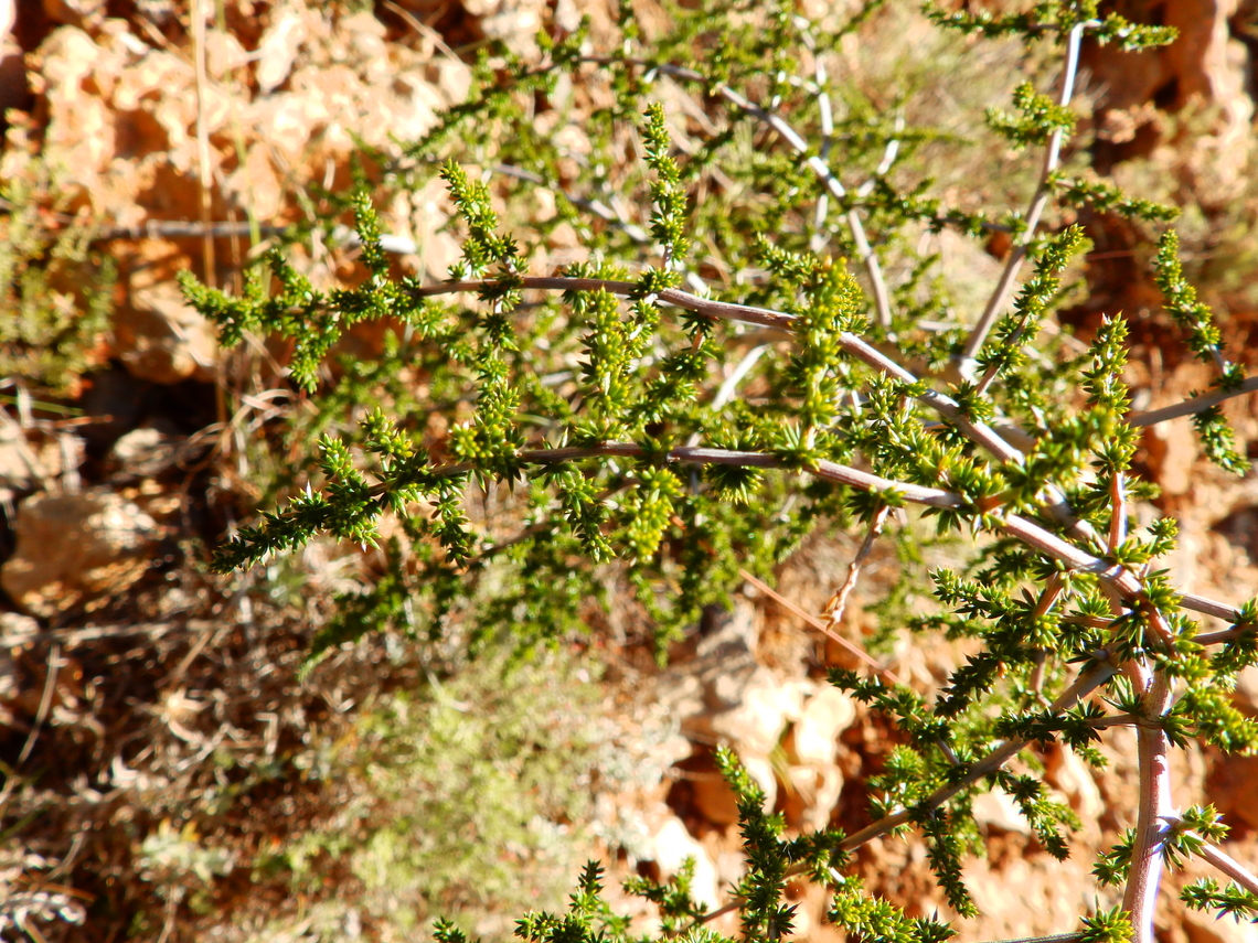Wild Asparagus - Asparagus acutifolius Seen in Puig Campana mountain. Nov 2013.<br />
<a href="http://www.apatita.com/herbario/especie.php?id=Asparagus_acutifolius" rel="nofollow">http://www.apatita.com/herbario/especie.php?id=Asparagus_acutifolius</a> Asparagus acutifolius,Fall,Geotagged,Spain