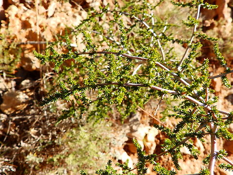 Wild Asparagus - Asparagus acutifolius Seen in Puig Campana mountain. Nov 2013.
http://www.apatita.com/herbario/especie.php?id=Asparagus_acutifolius Asparagus acutifolius,Fall,Geotagged,Spain