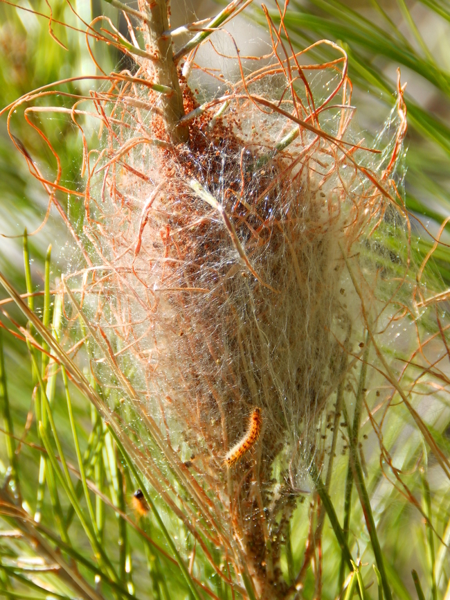 Pine Processionary - Thaumetopoea pityocampa Seen in Puig Campana mountain. Nov 2013. Fall,Geotagged,Pine Processionary,Spain,Thaumetopoea pityocampa