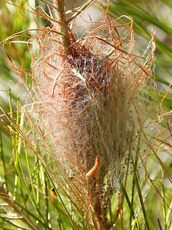 Pine Processionary - Thaumetopoea pityocampa Seen in Puig Campana mountain. Nov 2013. Fall,Geotagged,Pine Processionary,Spain,Thaumetopoea pityocampa