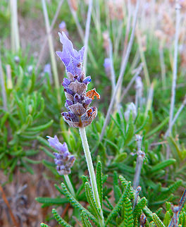 Lavandula dentata Seen in Peñón de Ifach, Calpe. Nov 2013.
http://www.apatita.com/herbario/especie.php?id=Lavandula_dentata
 Fall,Geotagged,Lavandula dentata,Spain