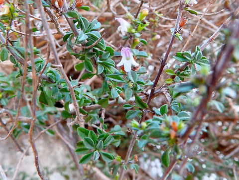 Tomillo - Thymus vulgaris Another cooking herb very common in Alicante, Spain.
This one seen in Peñón de Ifach, Calpe. Nov 2013.
 Fall,Geotagged,Spain,Thymus  vulgaris,Thymus vulgaris