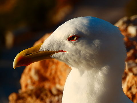European herring gull - Larus argentatus A very common seagull in Alicante.
This one was seen in Pe&ntilde;&oacute;n de Ifach, Calpe. Nov 2013. European herring gull,Fall,Geotagged,Larus argentatus,Spain