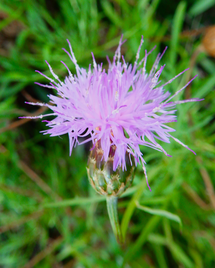 Centaurea boissieri subsp. mariolensis Seen in Puig Campana mountain. Nov 2013.<br />
<a href="http://www.apatita.com/herbario/especie.php?id=Centaurea_mariolensis" rel="nofollow">http://www.apatita.com/herbario/especie.php?id=Centaurea_mariolensis</a> Centaurea boissieri subsp. mariolensis,Centaurea mariolensis,Fall,Geotagged,Spain