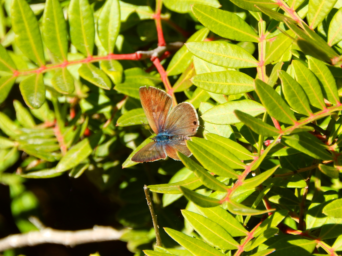 Peablue or Long-tailed Blue - Lampides boeticus ♀ Seen in Salinas de Calpe, Nov 2013. Fall,Geotagged,Lampides boeticus,Peablue or Long-tailed Blue,Spain