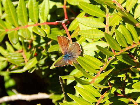 Peablue or Long-tailed Blue - Lampides boeticus ♀ Seen in Salinas de Calpe, Nov 2013. Fall,Geotagged,Lampides boeticus,Peablue or Long-tailed Blue,Spain
