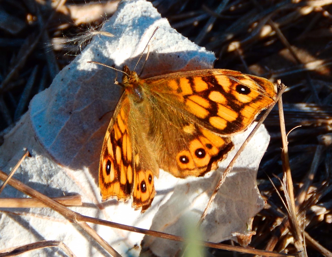 Speckled Wood - Pararge aegeria aegeria Seen in La Albufera de Valencia, Nov 2013. Fall,Geotagged,Pararge aegeria,Spain,Speckled Wood