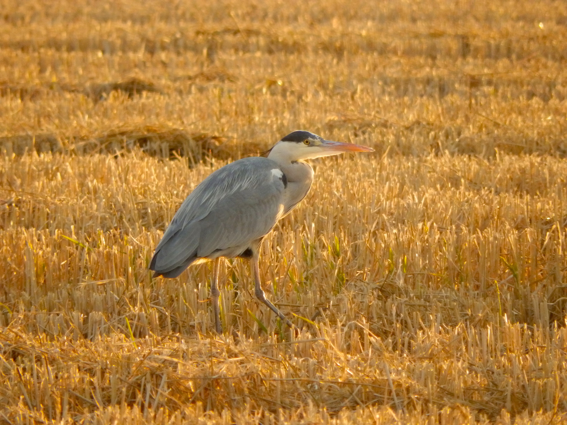 Grey heron - Ardea cinerea Seen in La Albufera de Valencia, Nov 2013.  Ardea cinerea,Fall,Geotagged,Grey heron,Spain