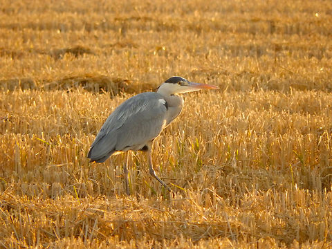 Grey heron - Ardea cinerea Seen in La Albufera de Valencia, Nov 2013.  Ardea cinerea,Fall,Geotagged,Grey heron,Spain