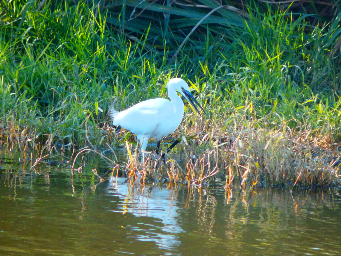 Little Egret - Egretta garzetta Seen in La Albufera de Valencia, Nov 2013.  Egretta garzetta,Fall,Geotagged,Little Egret,Spain