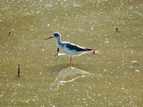 Black-winged stilt - Himantopus himantopus Seen in La Albufera de Valencia, Nov 2013.  Black-winged stilt,Fall,Geotagged,Himantopus himantopus,Spain