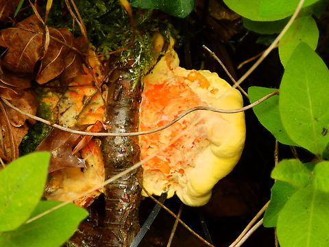 Chicken of the Woods - Laetiporus sulphureus Zoete Waters, May 2014. Belgium,Chicken of the Woods,Geotagged,Laetiporus sulphureus,Spring