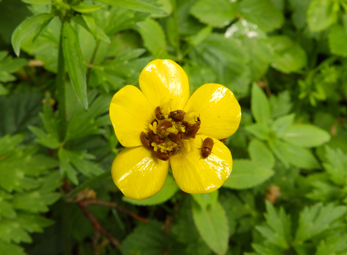 Raspberry beetle - Byturus tomentosus Doode Bemde, May2013.<br />
<a href="http://natuurfotosite.be/nv2-leuven/Aboretum" rel="nofollow">http://natuurfotosite.be/nv2-leuven/Aboretum</a> Heverlee/Mei/index.html#img=Byturus tomentosus - Frambozenkevers.JPG Belgium,Byturus tomentosus,Geotagged,Raspberry beetle,Spring