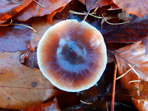 Buttery Collybia - Rhodocollybia butyracea (top view) Meerdaalbos, Dec 2013.
https://waarnemingen.be/species/673650/photos/?
https://www.jungledragon.com/image/128378/buttery_collybia_-_rhodocollybia_butyracea_side_view.html
 Belgium,Buttery Collybia,Fall,Geotagged,Rhodocollybia butyracea