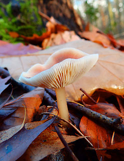 Buttery Collybia - Rhodocollybia butyracea (side view) Meerdaalbos, Dec 2013. 
https://www.jungledragon.com/image/128377/buttery_collybia_-_rhodocollybia_butyracea_top_view.html Belgium,Buttery Collybia,Fall,Geotagged,Rhodocollybia butyracea