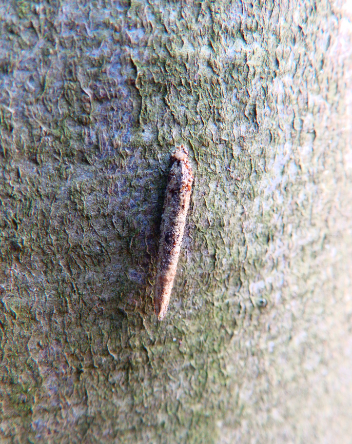 Large birch bright - Taleporia tubulosa Meerdaalbos, Dec 2013. <br />
<a href="https://waarnemingen.be/species/8485/photos/" rel="nofollow">https://waarnemingen.be/species/8485/photos/</a>? Belgium,Fall,Geotagged,Large birch bright,Taleporia tubulosa