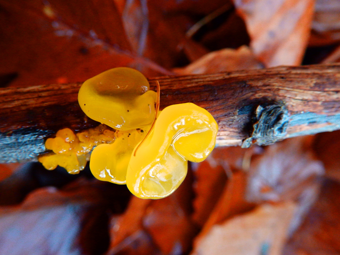 Tremella mesenterica Meerdaalbos, Dec 2013.  Belgium,Fall,Geotagged,Tremella mesenterica