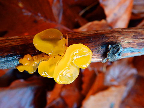 Tremella mesenterica Meerdaalbos, Dec 2013.  Belgium,Fall,Geotagged,Tremella mesenterica