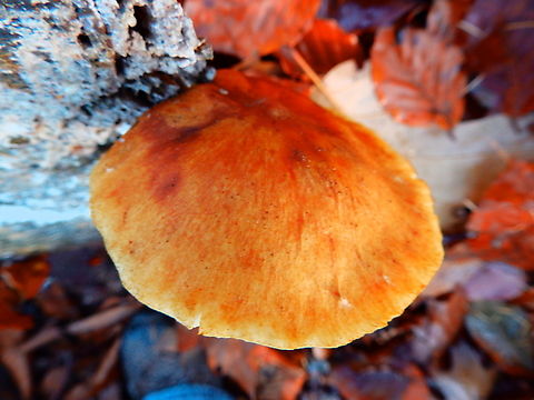 Scaly Rustgill - Gymnopilus sapineus (Top) Meerdaalbos, Dec 2013. 
https://www.jungledragon.com/image/128405/scaly_rustgill_-_gymnopilus_sapineus.html
 Belgium,Fall,Geotagged,Gymnopilus sapineus,Scaly Rustgill