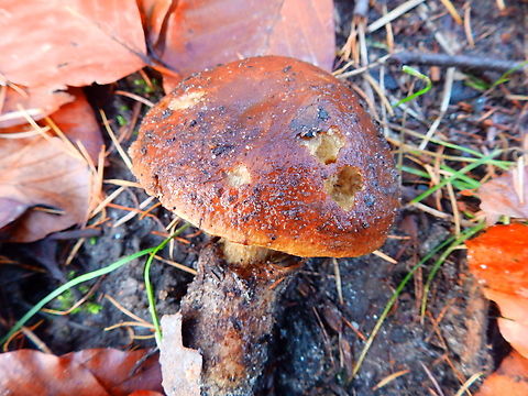 Imleria badia - Xerocomus badius (Top) Meerdaalbos, Dec 2013. 
https://www.jungledragon.com/image/128408/imleria_badia_-_xerocomus_badius_lamella.html Belgium,Fall,Geotagged,Imleria badia