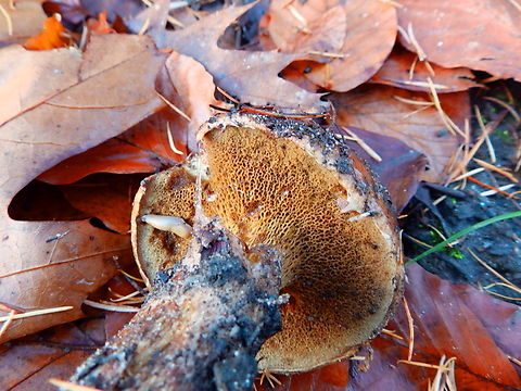 Imleria badia - Xerocomus badius (Lamella) Meerdaalbos, Dec 2013. 
https://www.jungledragon.com/image/128407/imleria_badia_-_xerocomus_badius_top.html Belgium,Fall,Geotagged,Imleria badia