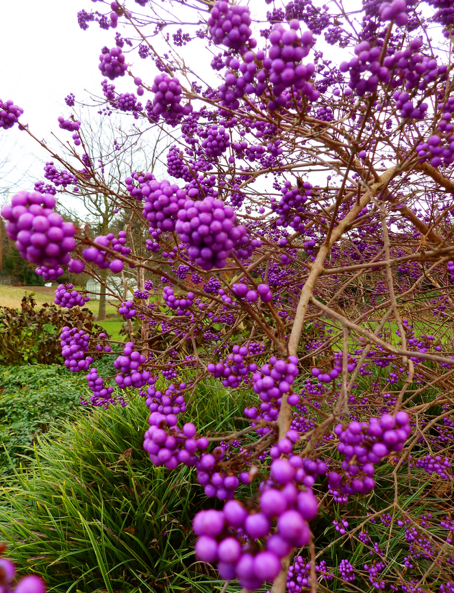 Asian beautyberry - Callicarpa japonica Cultivated in garden.<br />
Dec 2013. Belgium,Callicarpa japonica,Fall,Geotagged