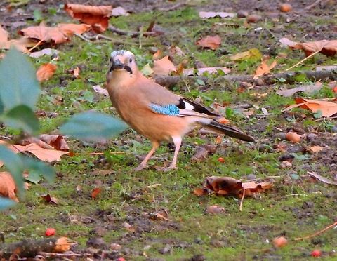 Eurasian jay - Garrulus glandarius Heverleebos. Dec 2013. Belgium,Eurasian Jay,Fall,Garrulus glandarius,Geotagged