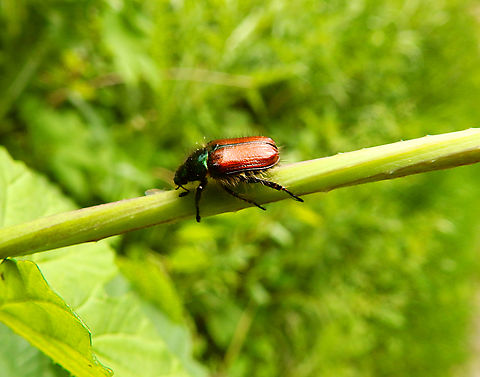 Garden chafer - Phyllopertha Horticola Zoete Waters, May 2014. Belgium,Garden chafer,Geotagged,Phyllopertha Horticola,Spring