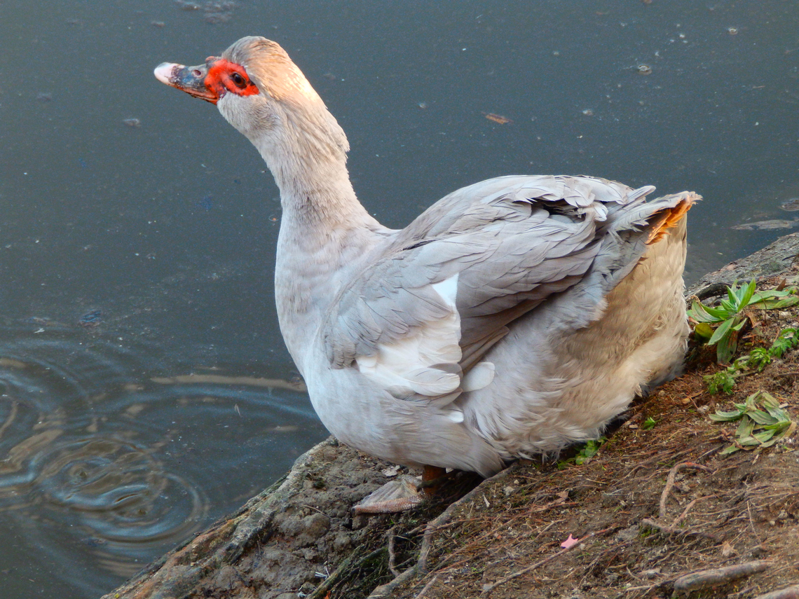 Muscovy duck - Cairina moschata Zoete Waters, Mar 2014. Belgium,Cairina moschata,Geotagged,Muscovy duck,Winter