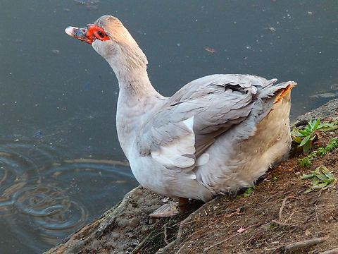 Muscovy duck - Cairina moschata Zoete Waters, Mar 2014. Belgium,Cairina moschata,Geotagged,Muscovy duck,Winter