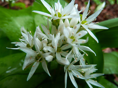 Ramsons - Allium ursinum Small Botanical Garden in KU Leuven, Heverlee Campus (my former workplace). Allium ursinum,Belgium,Geotagged,Ramsons,Spring