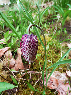 Snakes Head Fritillary - Fritillaria meleagris Small Botanical Garden in KU Leuven, Heverlee Campus (my former workplace).  Belgium,Fritillaria meleagris,Geotagged,Snakes Head Fritillary,Spring