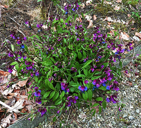 Lathyrus vernus Small Botanical Garden in KU Leuven, Heverlee Campus (my former workplace).  Belgium,Geotagged,Lathyrus vernus,Spring