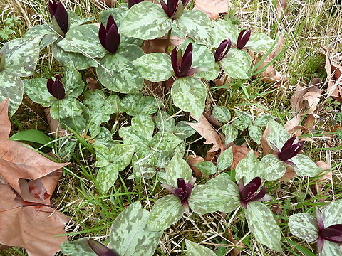 Toadshade - Trillium sessile Small Botanical Garden in KU Leuven, Heverlee Campus (my former workplace).  Belgium,Geotagged,Spring,Toadshade,Trillium sessile