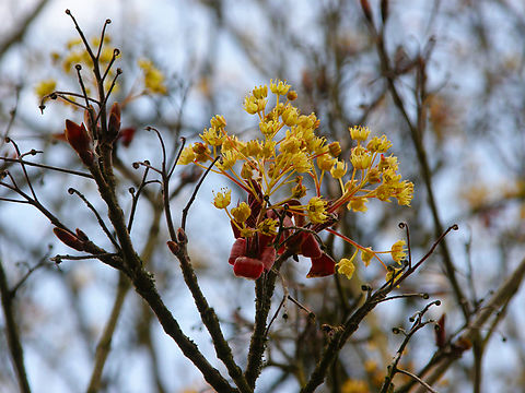 Norway Maple - Acer platanoides Kasteelpark Arenberg, Heverlee. Acer platanoides,Belgium,Geotagged,Norway Maple,Spring