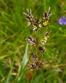Field wood-rush - Luzula campestris Kasteelpark Arenberg, Heverlee.  Belgium,Geotagged,Luzula campestris,Spring
