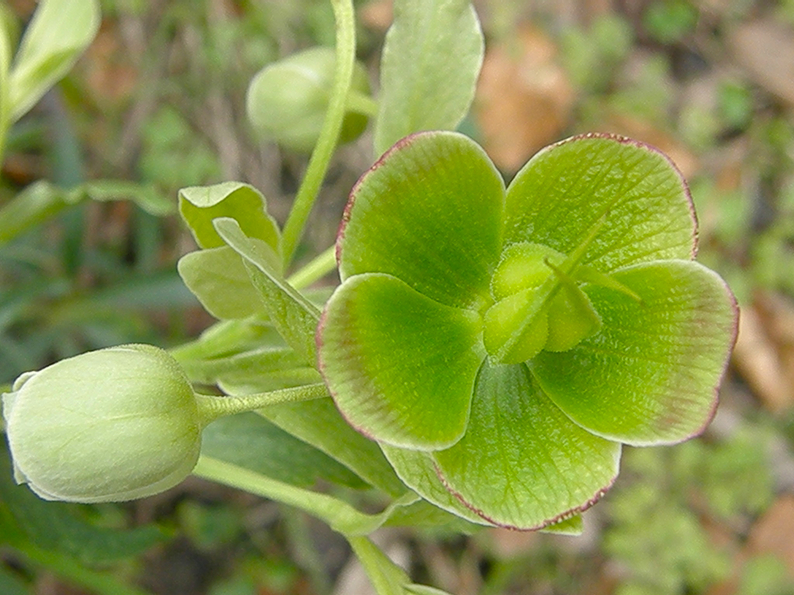 Stinking Hellebore - Helleborus foetidus Small Botanical Garden in KU Leuven, Heverlee Campus (my former workplace).  Belgium,Geotagged,Helleborus foetidus,Spring,Stinking Hellebore