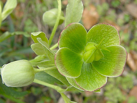 Stinking Hellebore - Helleborus foetidus Small Botanical Garden in KU Leuven, Heverlee Campus (my former workplace).  Belgium,Geotagged,Helleborus foetidus,Spring,Stinking Hellebore